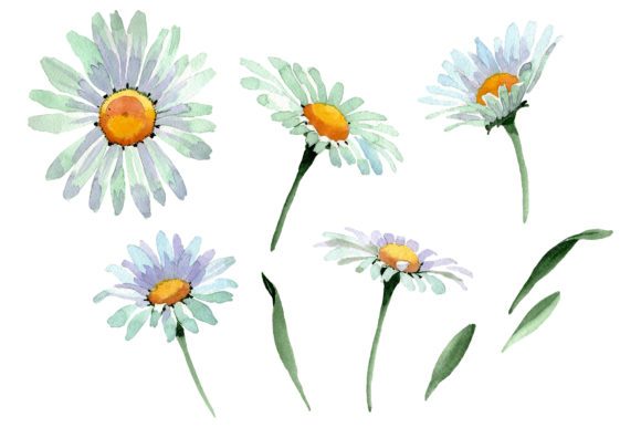 Big White Chamomile Watercolor PNG Illustrations