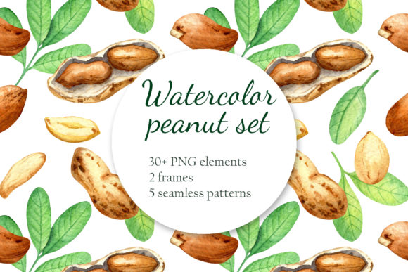 Peanut Watercolor Set for Illustrations