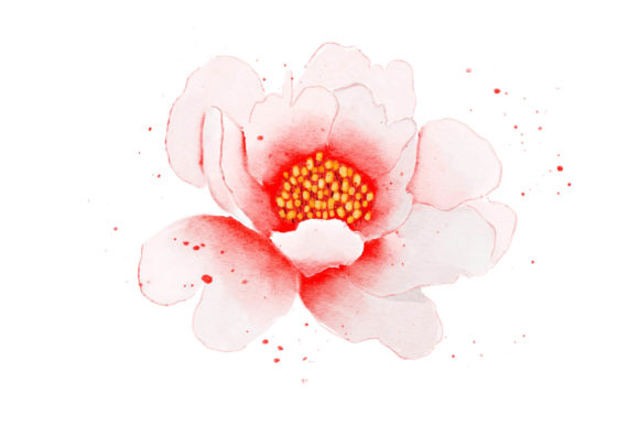 Pink Flower Watercolor Realistic Illustrations