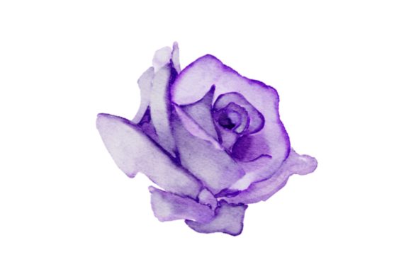 Purple Rose Watercolor PNG for Illustrations