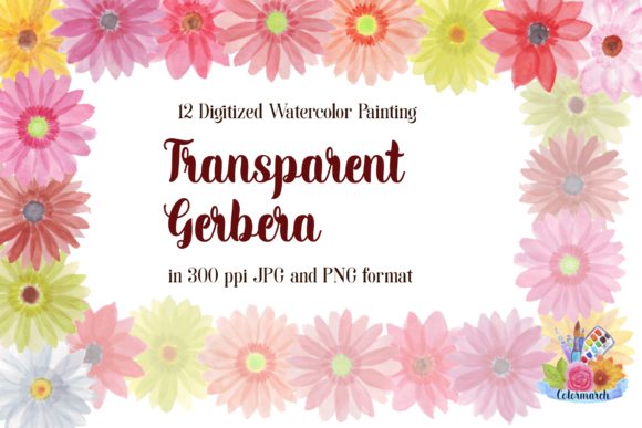 Transparent Gerbera Watercolor Clipart and Illustrations
