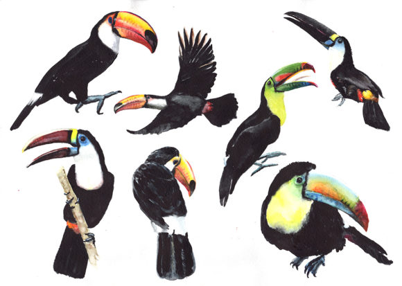Tropical Toucan Watercolor Illustrations