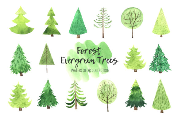 Watercolor Evergreen Trees Set Illustrations