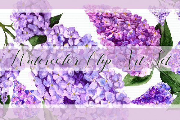 Watercolor Lilac Flowers Clipart Set and Illustrations