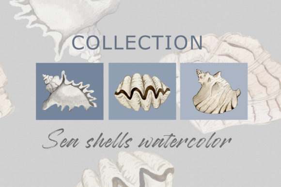 Watercolor Set of Sea Shells PNG and Illustrations